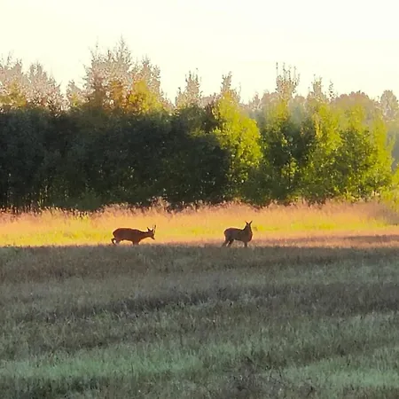 Koivuniemen Tila 3 Vila