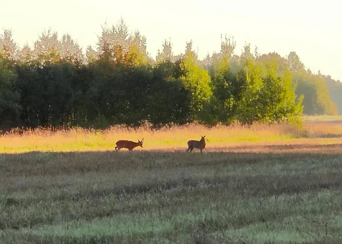 Koivuniemen Tila 3 Villa